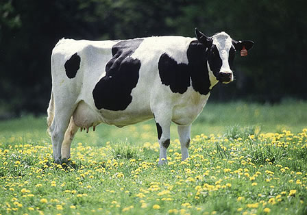 Cow out in the field
