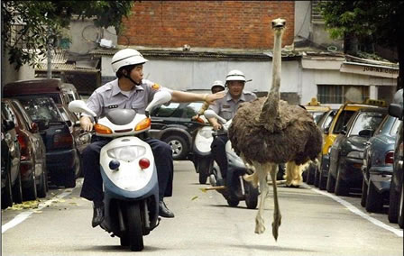 Officials chasing a running ostrich