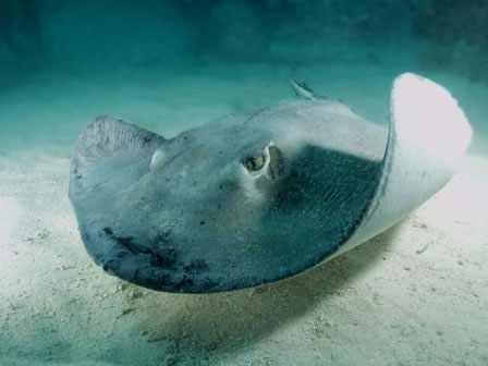 Stingray out for food