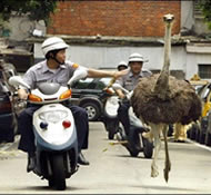 Ostrich! This is the police! Pull over!