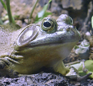 Bullfrog up close