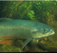 Close up photo of the Atlantic Salmon