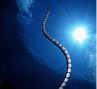 The sea snake swimming upwards