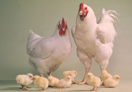 A happy family of chickens!