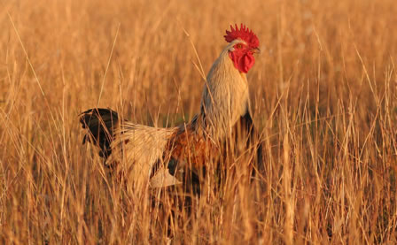 Rooster in the afternoon sunset