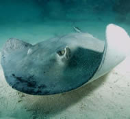 Stingray out looking for food